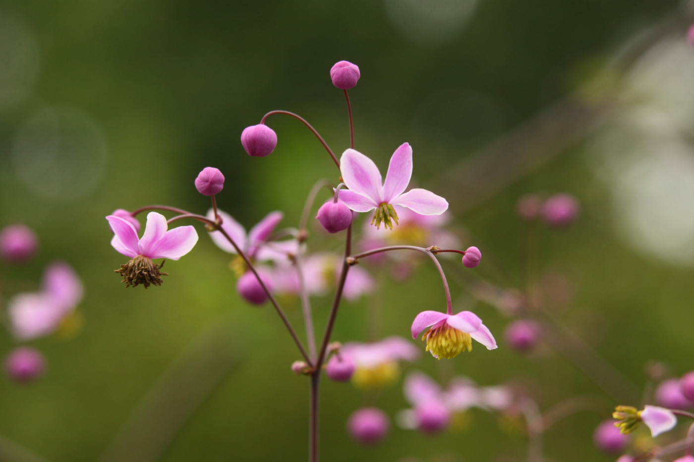 2014 07 19 HTP 74301